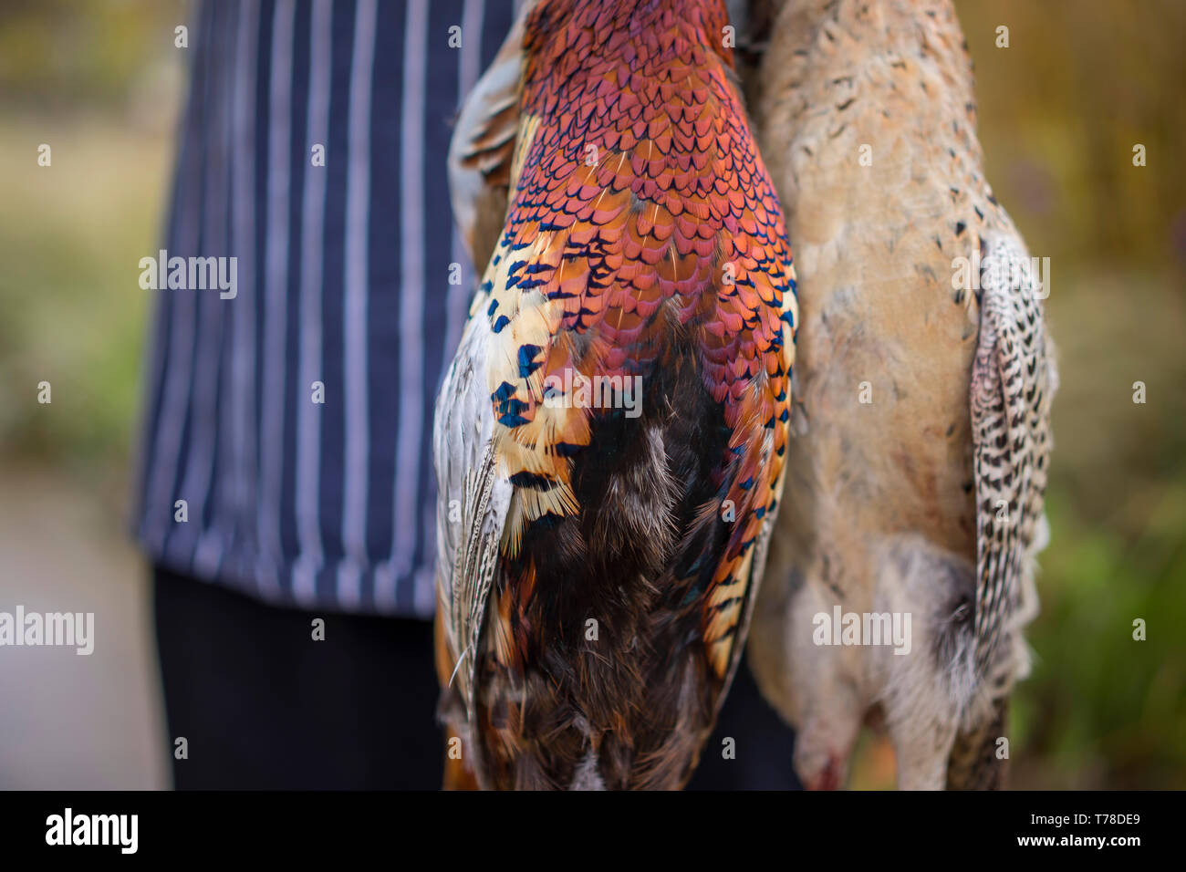 A Brace of Phesants - Frische Produkte für den Koch Stockfoto