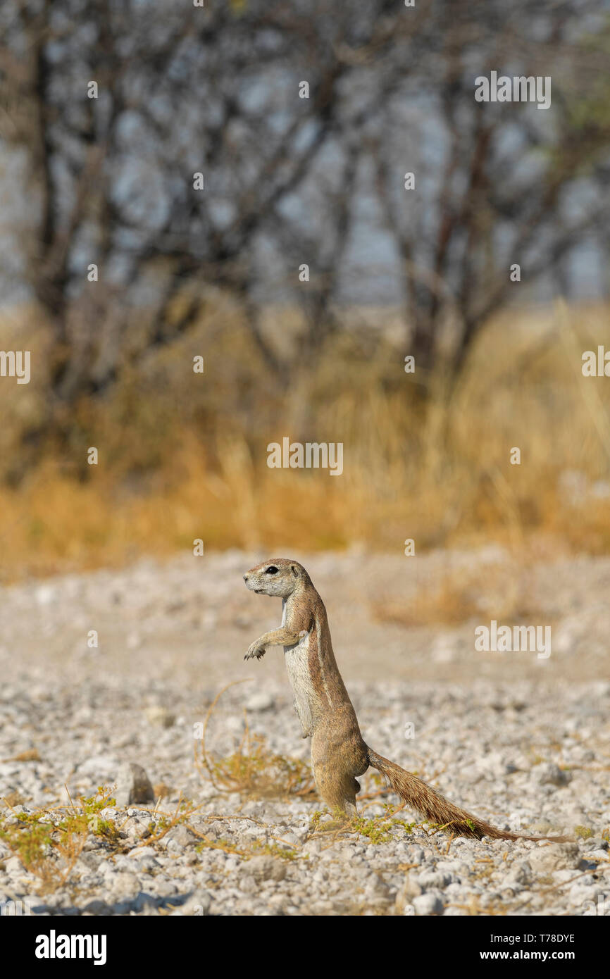 Kap Erdhörnchen - Xerus inauris, schöne Erdhörnchen aus dem südlichen afrikanischen Savannen und Sträucher, Etosha National Park, Namibia, Afrika. Stockfoto