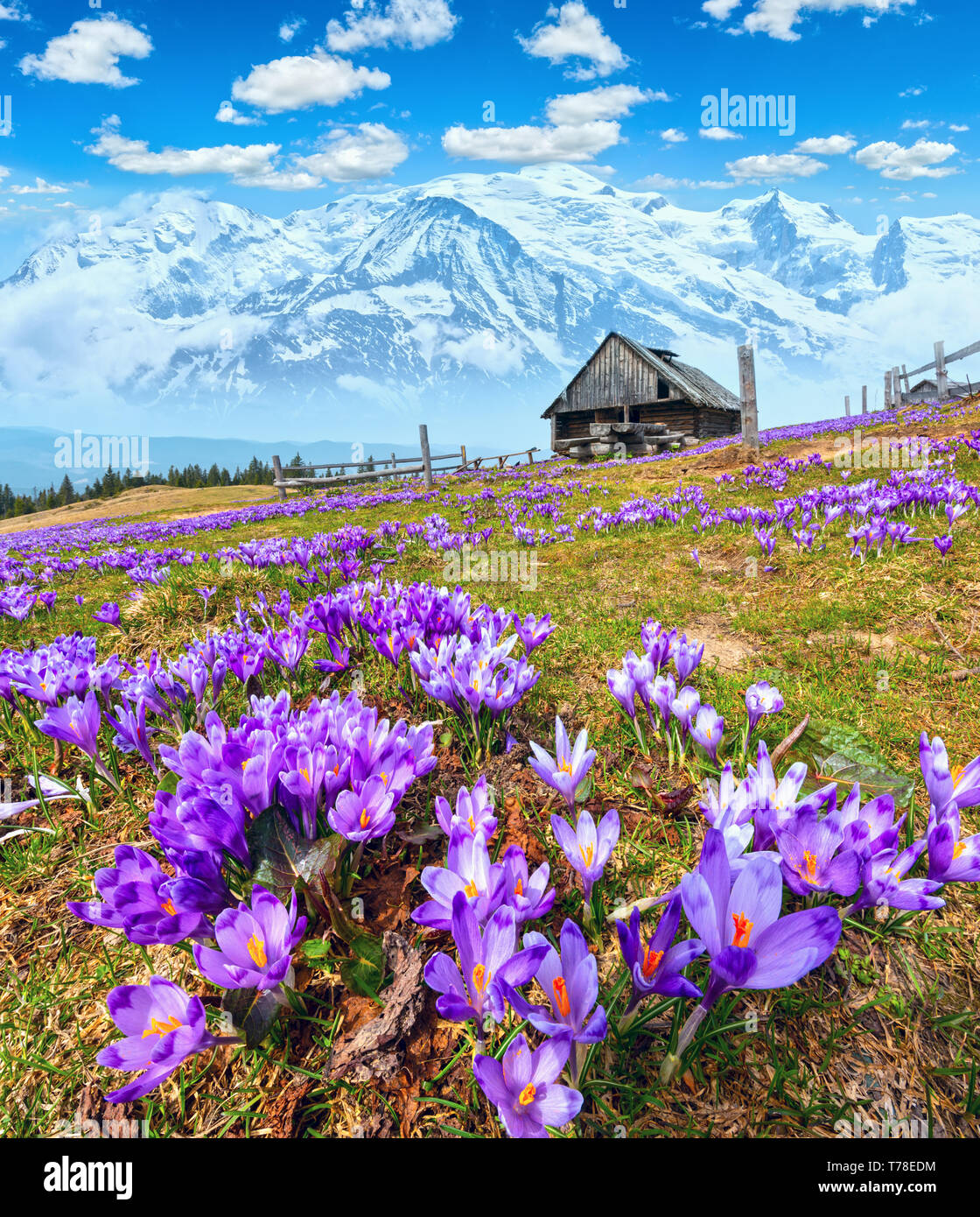 Blühende purpur violett Crocus Alpenblumen auf Spring Mountain Plateau mit Blick auf die verschneiten Berggipfel. Stockfoto