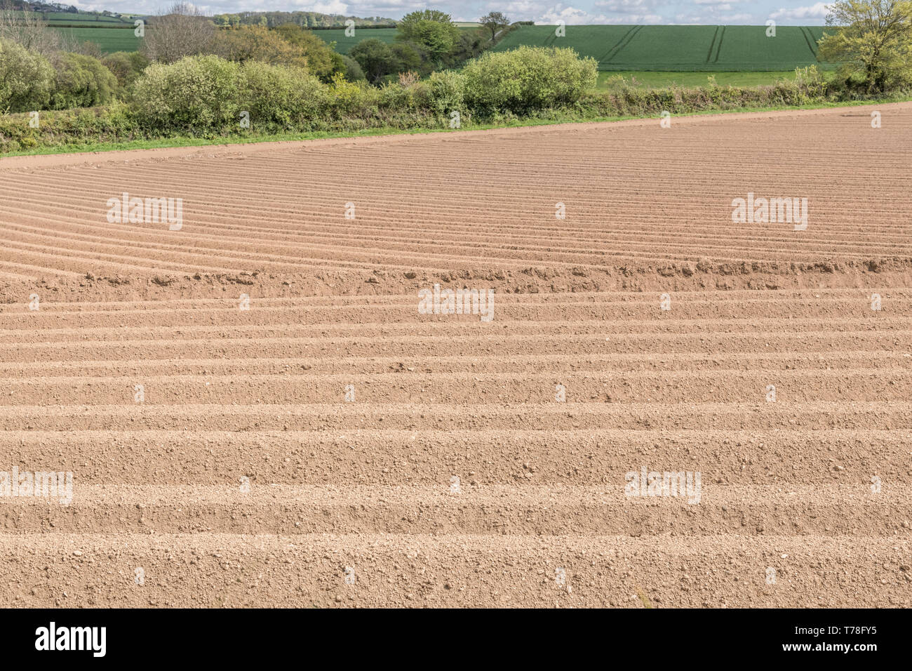 Grat und Furchen Muster in gepflügten Feld der Bodenbearbeitung - für eine Kartoffelernte. Bodenstruktur bebaut, Boden gepflügt, Kartoffelanbau, Agrarwissenschaft. Stockfoto