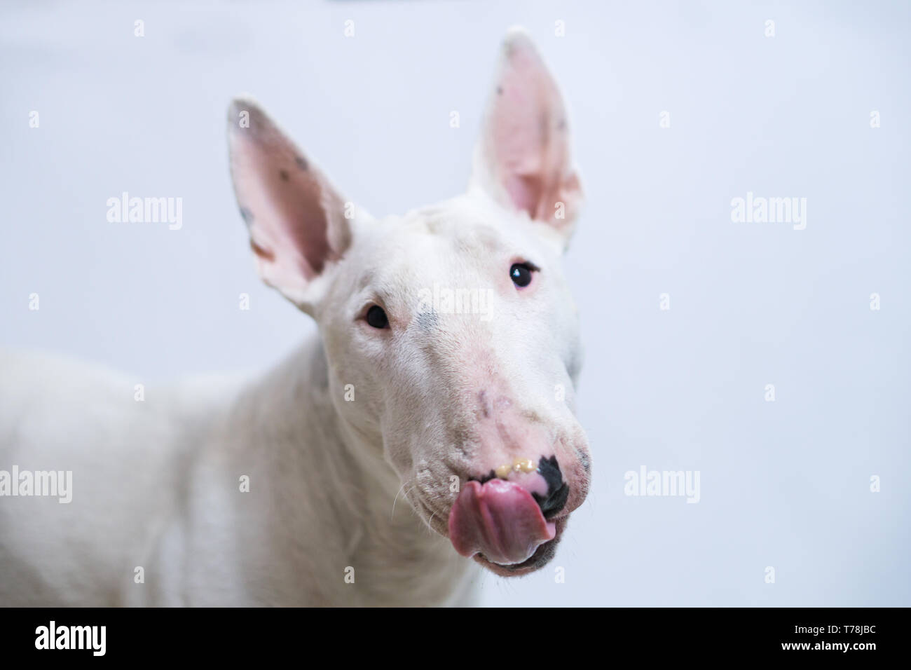 Hungrig Bull Terrier Hund zeigt Zunge auf blauen leeren Hintergrund Stockfoto