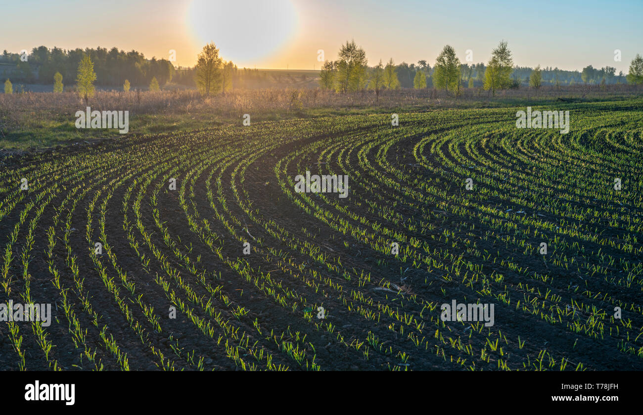 Feder, Sonnenaufgang über Sommergerste gesät im Kreis Stockfoto