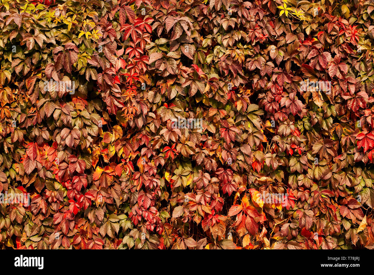 Blätter im Herbst Textur Stockfoto