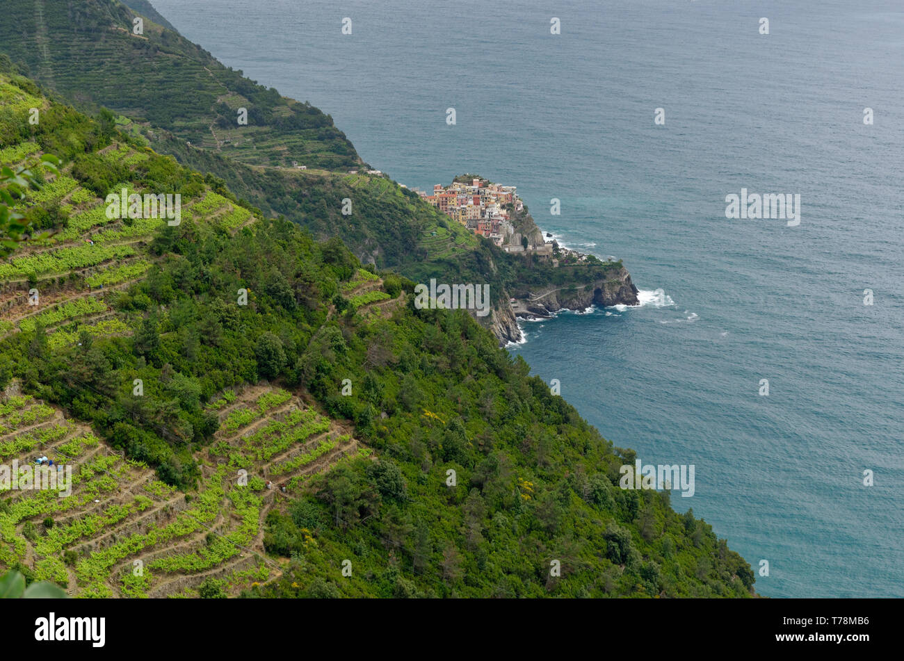 Auf der Suche über Terrassierten Ackerland nach Manarola von hoch oben auf die Cinque Terre Trail Stockfoto