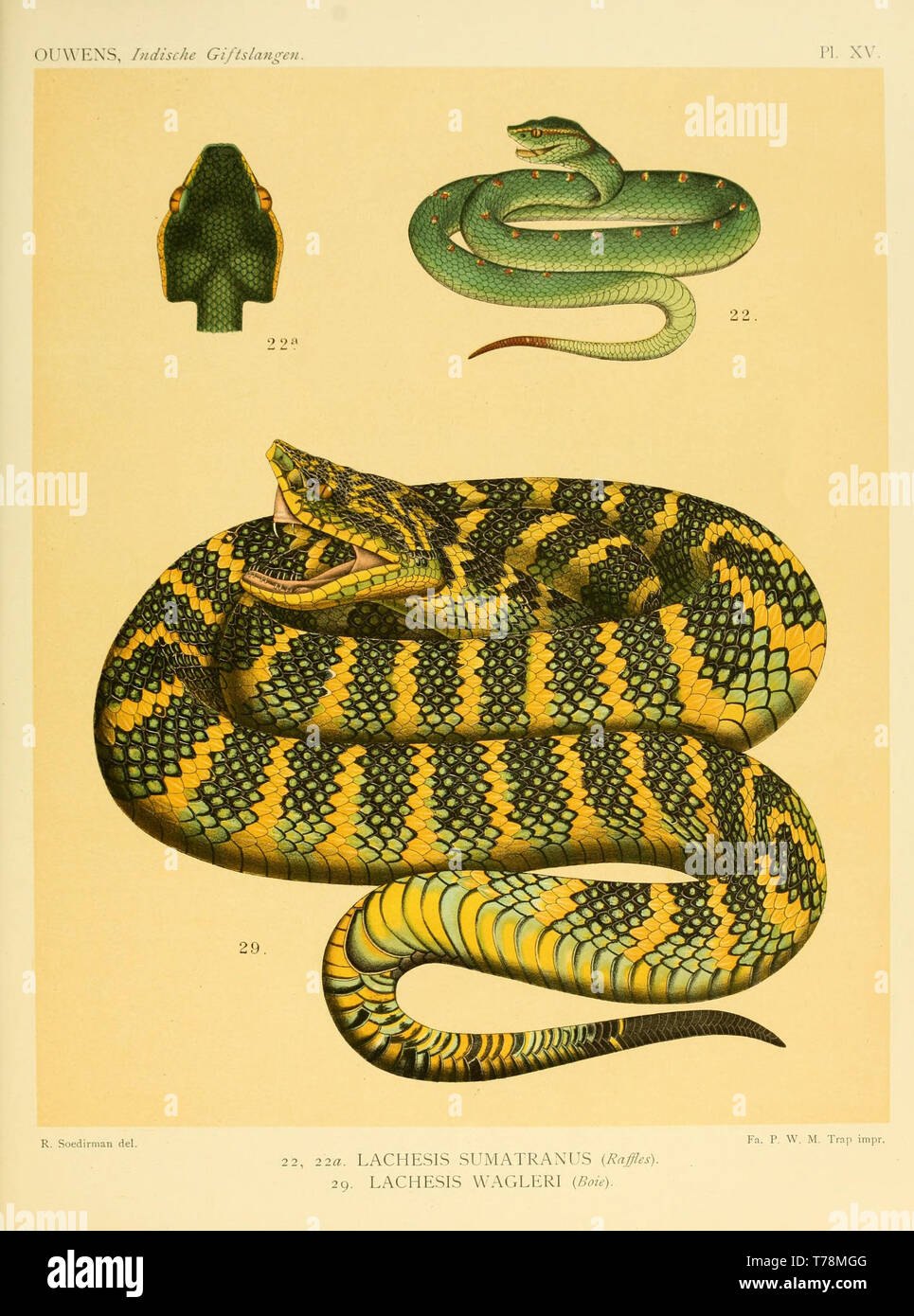 Schöne vintage handgezeichnete Illustrationen von Schlangen und Reptilien aus alten Buch. Kann als Poster oder dekoratives Element für den Innenausbau verwendet werden. Stockfoto