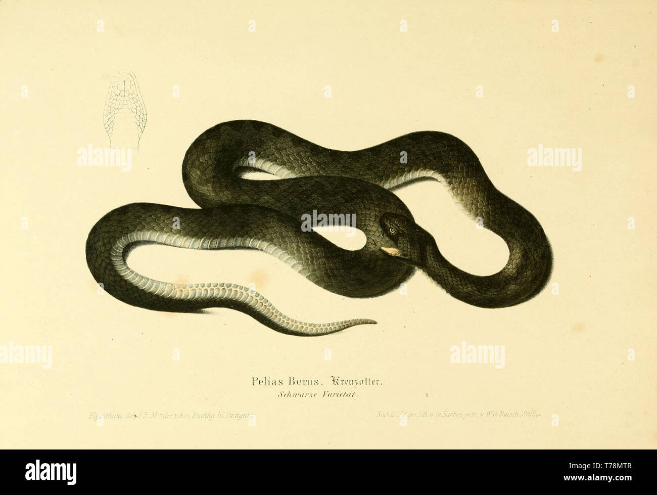 Schöne vintage handgezeichnete Illustrationen von Schlangen und Reptilien aus alten Buch. Kann als Poster oder dekoratives Element für den Innenausbau verwendet werden. Stockfoto