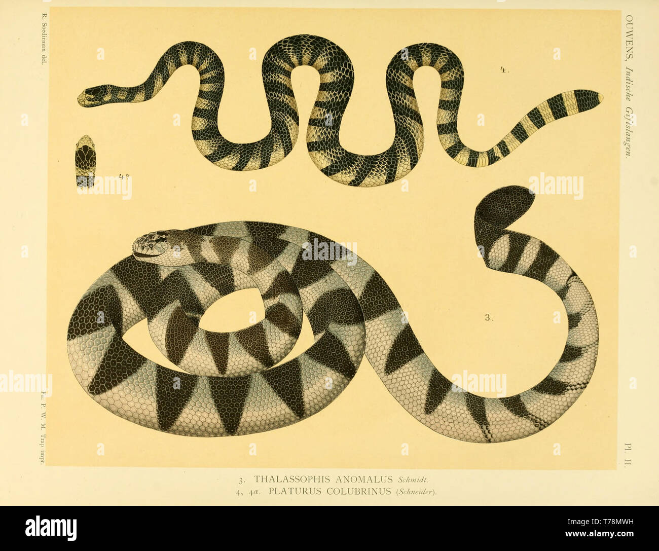 Schöne vintage handgezeichnete Illustrationen von Schlangen und Reptilien aus alten Buch. Kann als Poster oder dekoratives Element für den Innenausbau verwendet werden. Stockfoto