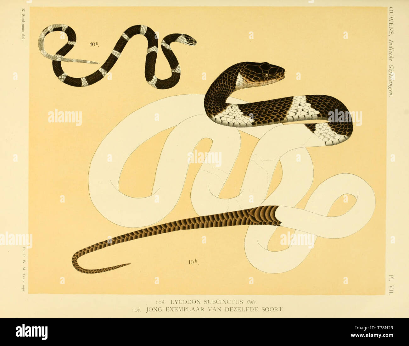 Schöne vintage handgezeichnete Illustrationen von Schlangen und Reptilien aus alten Buch. Kann als Poster oder dekoratives Element für den Innenausbau verwendet werden. Stockfoto