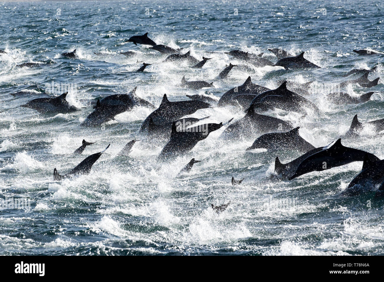 Gemeinsame Delfin (Delphinus delphis) superpod nähert sich das Boot für bowriding und Reiten die Wellen, Baja California Stockfoto