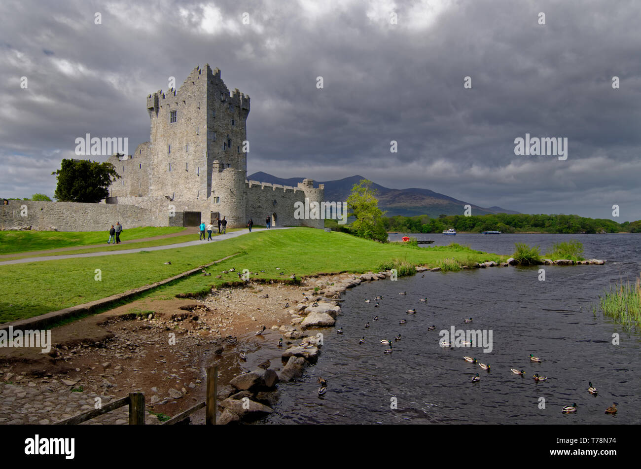 Enten schwimmen in einem Stream neben Ross Castle, Nationalpark Killarney, County Kerry, Irland unter ein Brütendes grauer Himmel Stockfoto