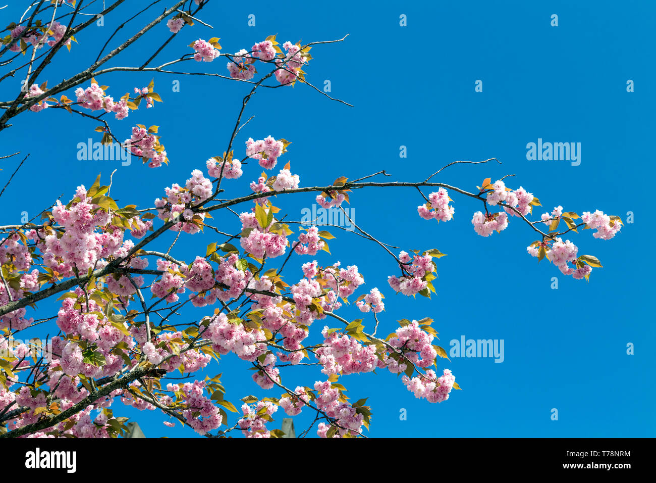 Nahaufnahme einer Kirschblüte Baum gegen den blauen Himmel Hintergrund Stockfoto