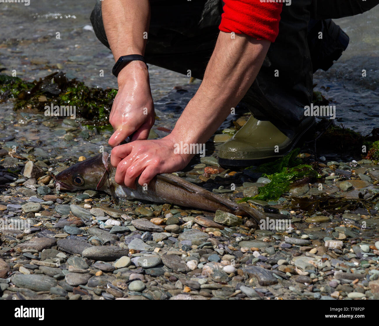 Männliche Meer angler seinen Fang von Fisch Reinigung im Meer Stockfoto