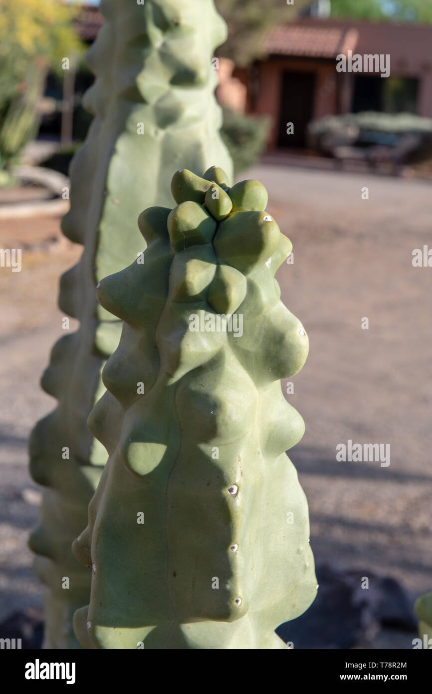 Forma monstrosus (Cereus peruvianus monstrosus) in Tucson, Arizona, USA Stockfoto