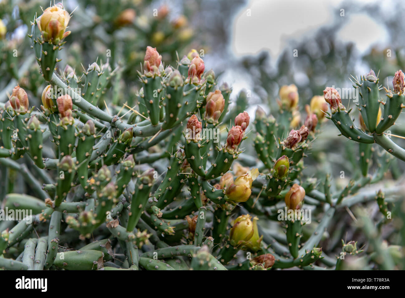 Pencil Cholla (Cylindropuntia ramosissima) in Tucson, Arizona, USA Stockfoto