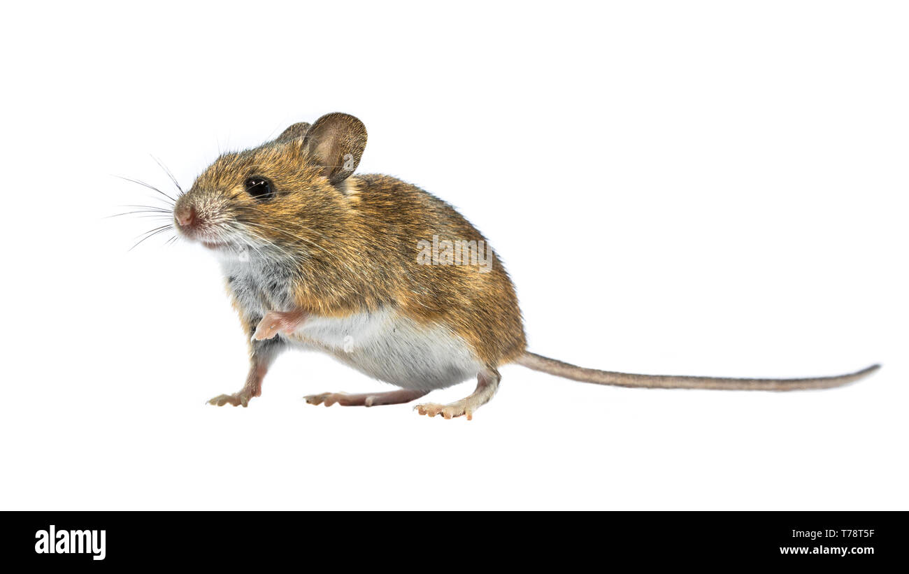 Cute Holz Maus (APODEMUS SYLVATICUS) auf weißem Hintergrund. Dieses nette schauende Maus ist in den meisten Teilen Europas über gefunden und ist ein sehr allgemeiner und wi Stockfoto