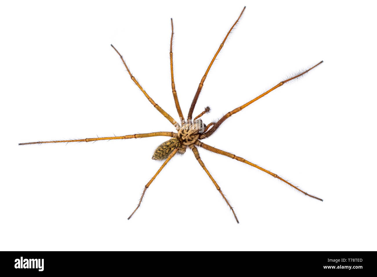 Riesige Haus Spinne (Eratigena atrica) von oben nach unten Blick auf Spinne mit langen, haarigen Beinen auf weißem Hintergrund Stockfoto