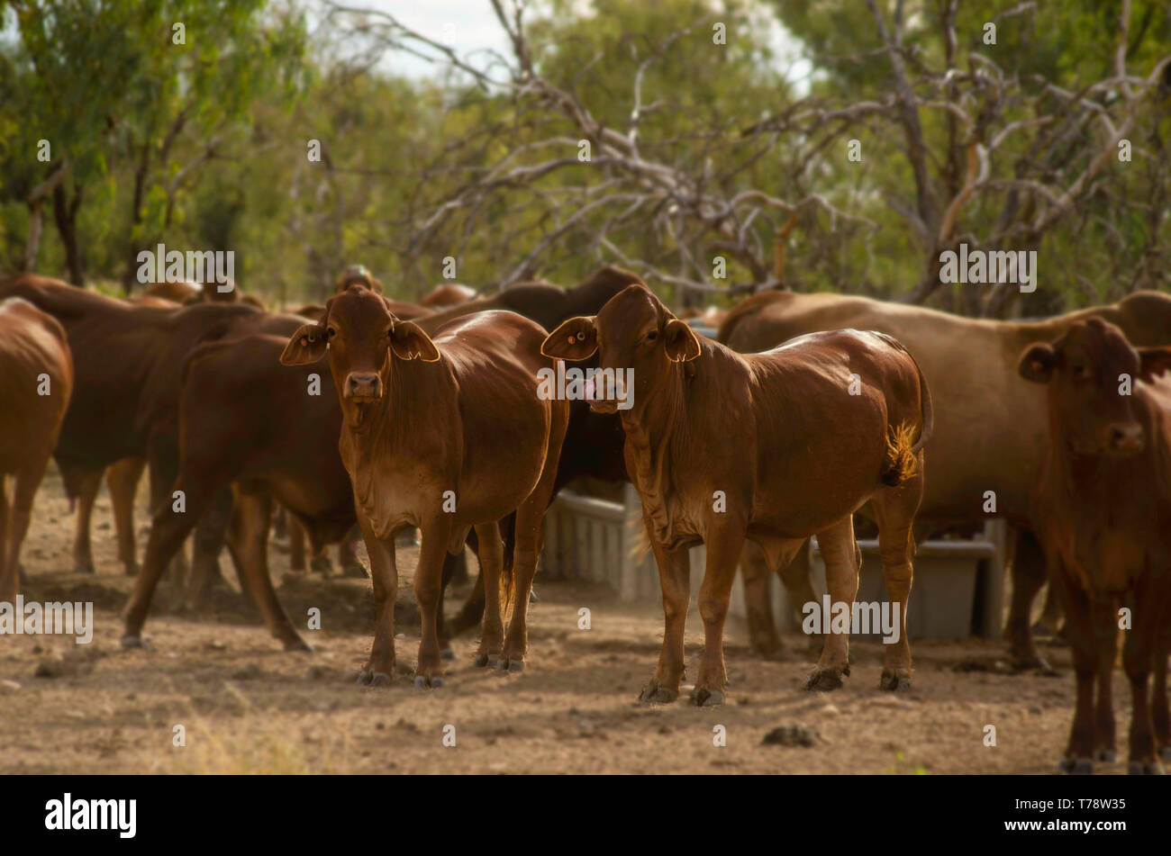 Eine Herde von carrel auf ein Outback Rinderfarm in Westaustralien Stockfoto