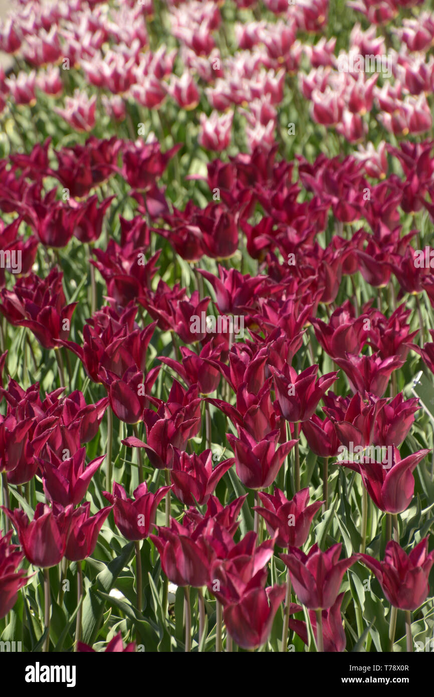 Dunkel lila irisierend blühende Tulpen auf dem Feld, unendliche Feld der Tulpen in verschiedenen leuchtenden Farben im Frühling Stockfoto