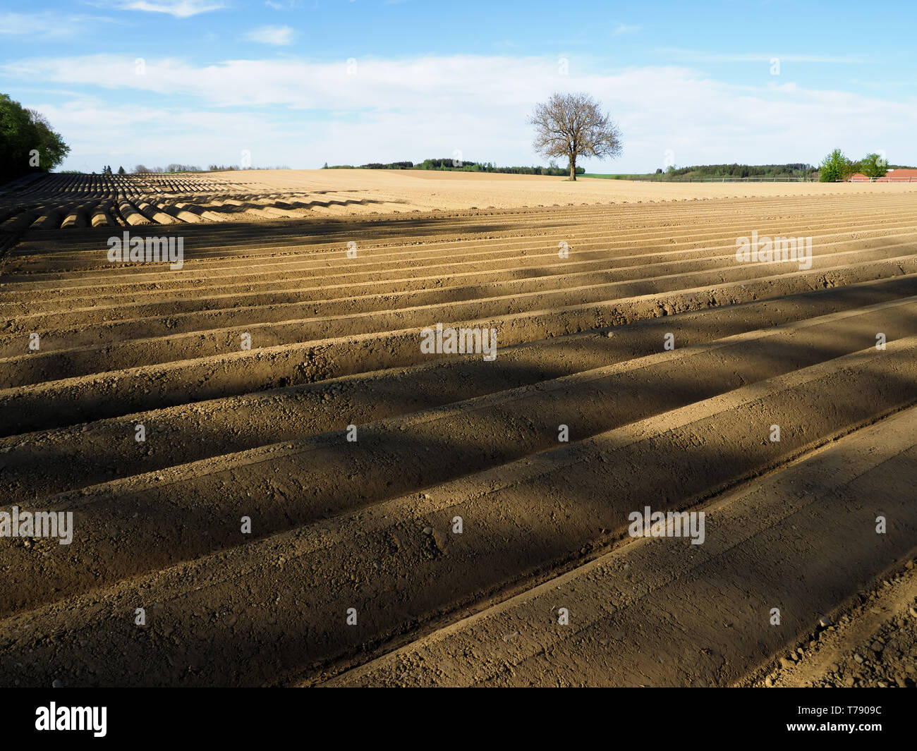 Trockenes Feld auf einem bayerischen Bauernhof im Frühling Stockfoto