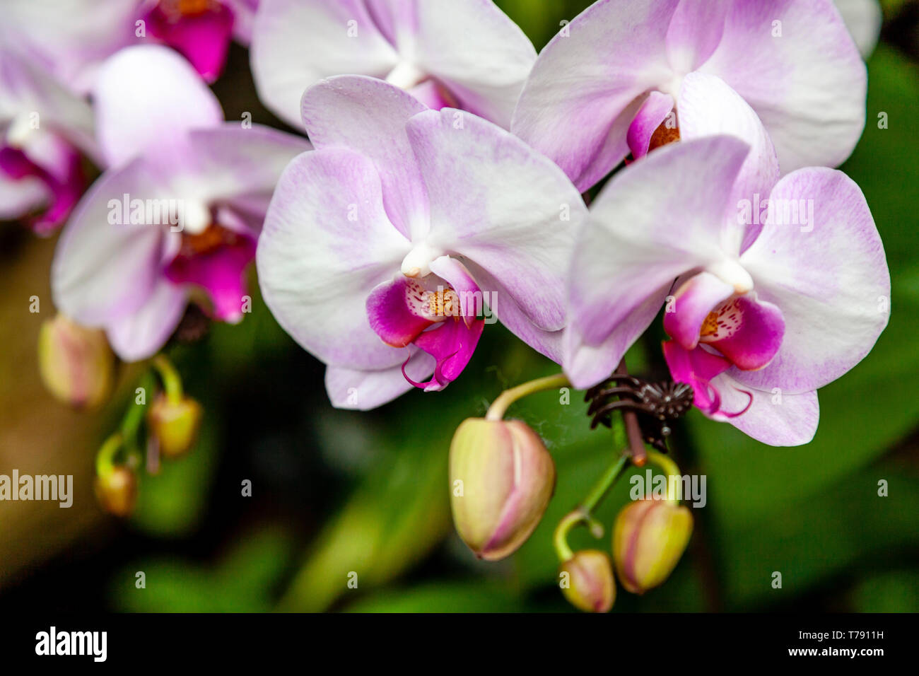 Die National Orchid Garden, das Singapore Botanic Gardens, Singapur, Südostasien Stockfoto