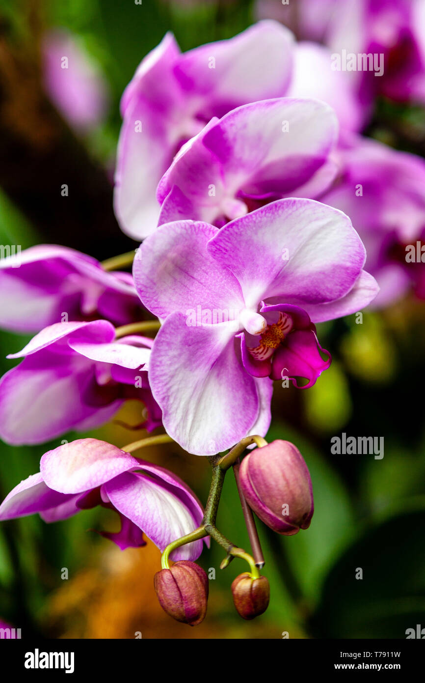 Die National Orchid Garden, das Singapore Botanic Gardens, Singapur, Südostasien Stockfoto