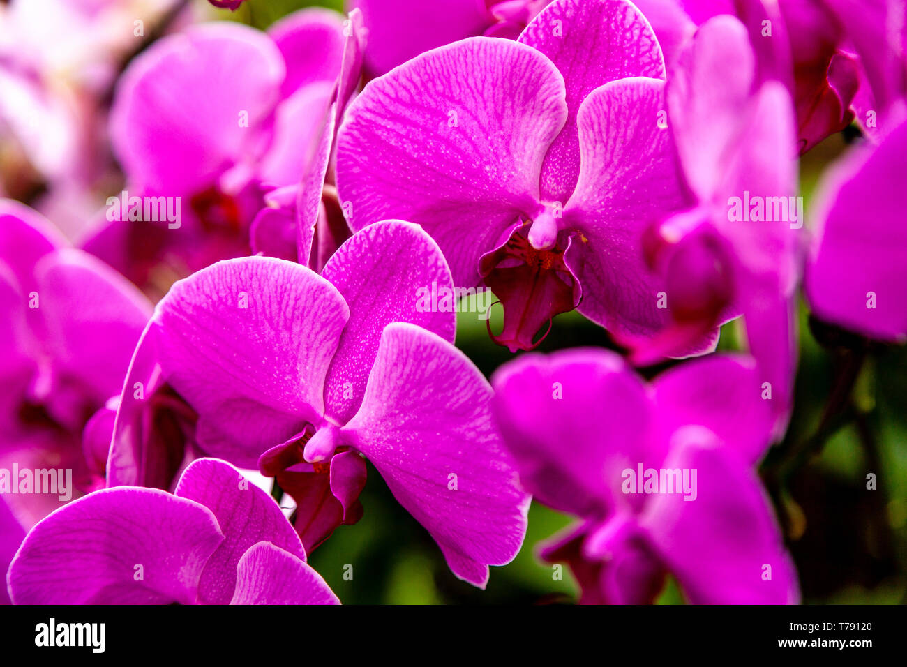 Die National Orchid Garden, das Singapore Botanic Gardens, Singapur, Südostasien Stockfoto