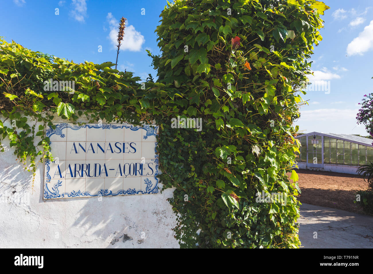 Ananas im Gewächshaus auf der Insel Sao Miguel, Azoren, Portugal Stockfoto