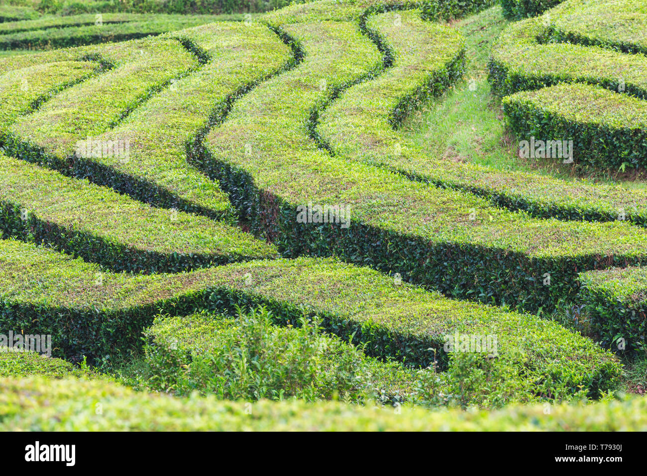 Teeplantagen, einzigartig in Europa, Portugal, Sao Miguel Island, Portugl Stockfoto