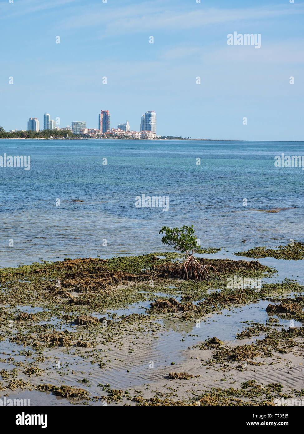 Blick auf die versteinerten Reef und Tragen Schnitt auf Key Biscayne, Florida, bei Ebbe, mit Gebäuden von Miami Beach im Hintergrund. Stockfoto