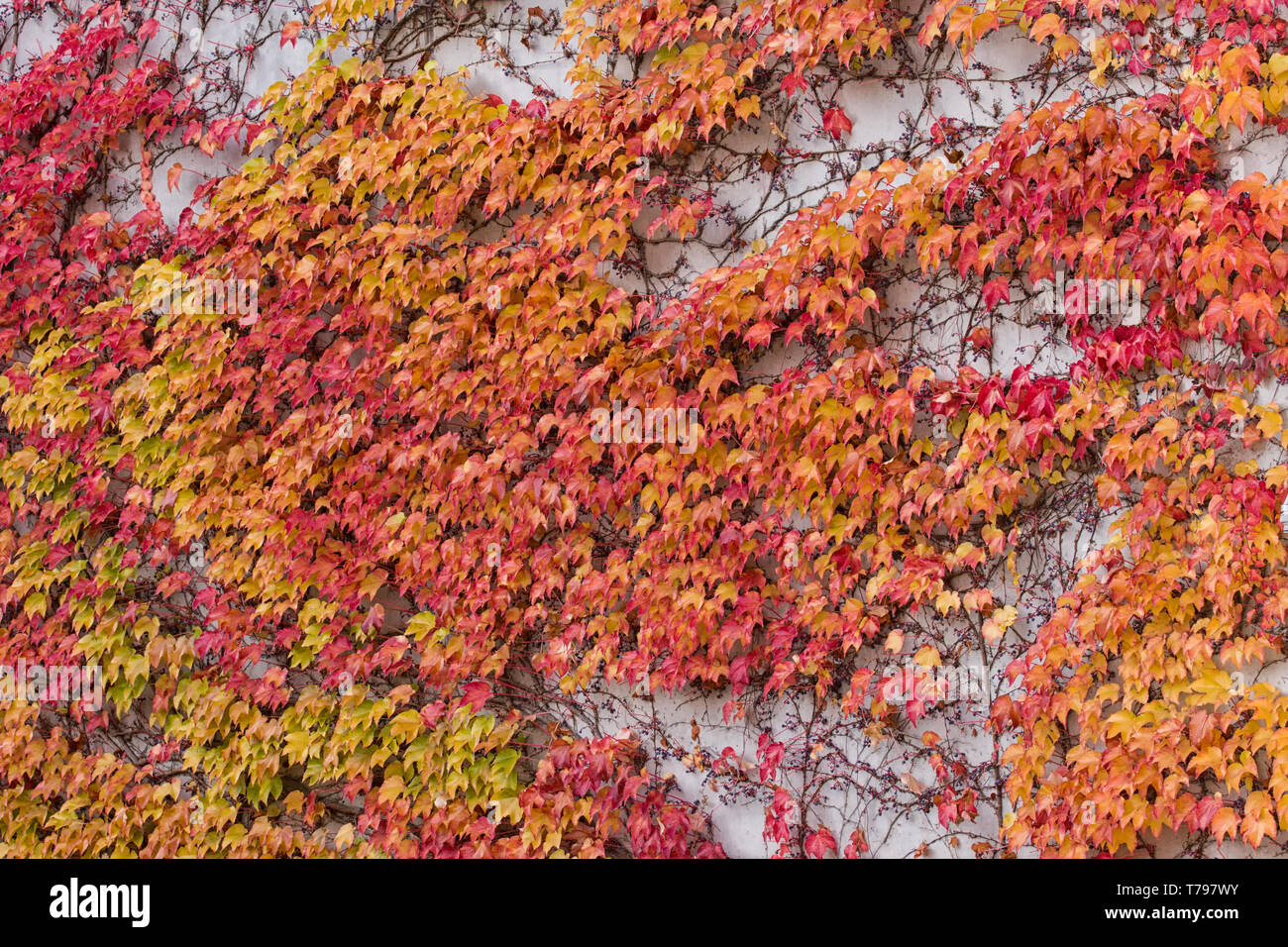 Rot, grün und orange Blätter von parthenocissus tricuspidata veitchii wächst an der Fassade eines biulding. Auch als Boston Efeu, grape Ivy, Japanisch Stockfoto