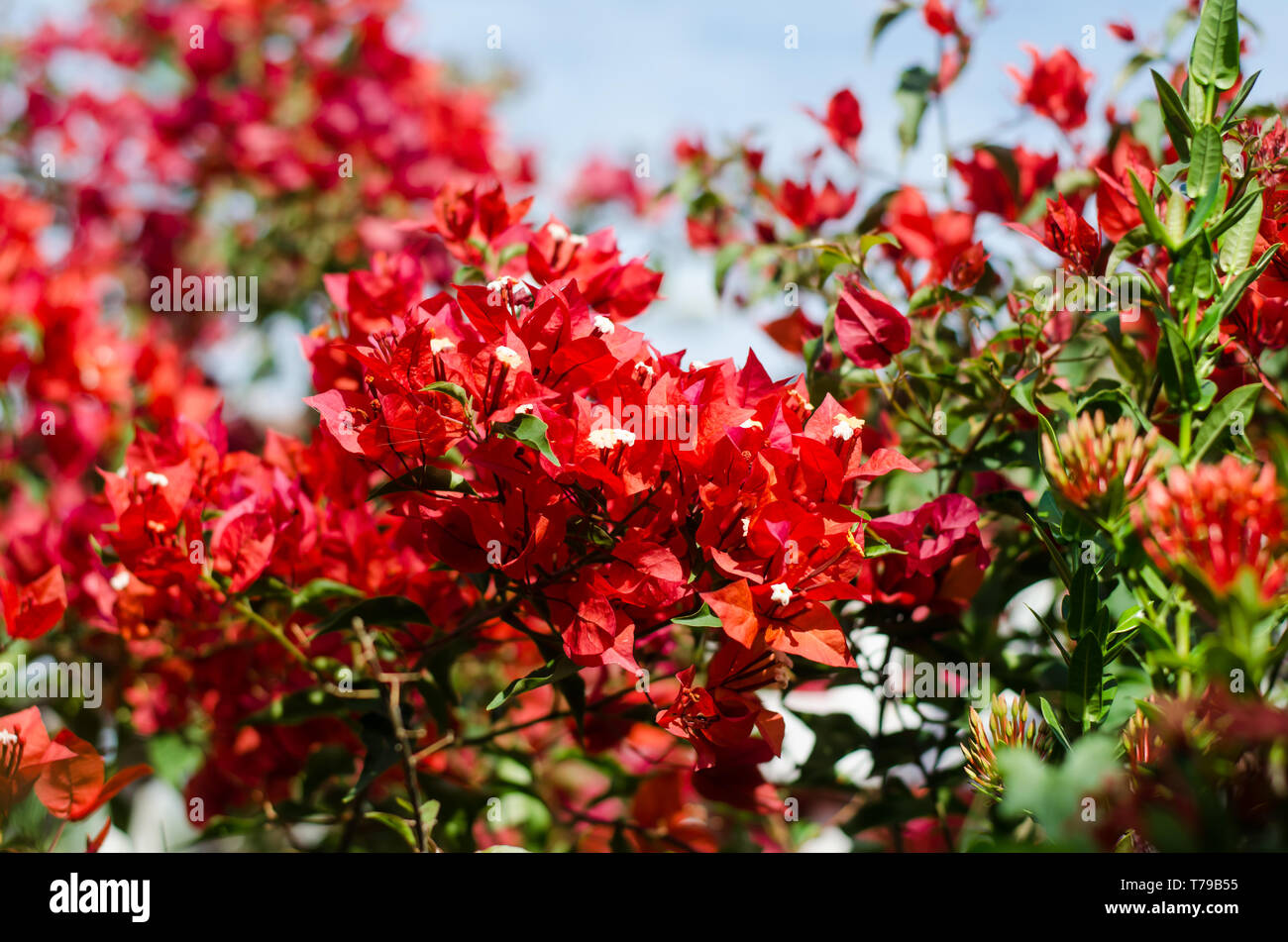 Rote Bouganvilleas Stockfoto