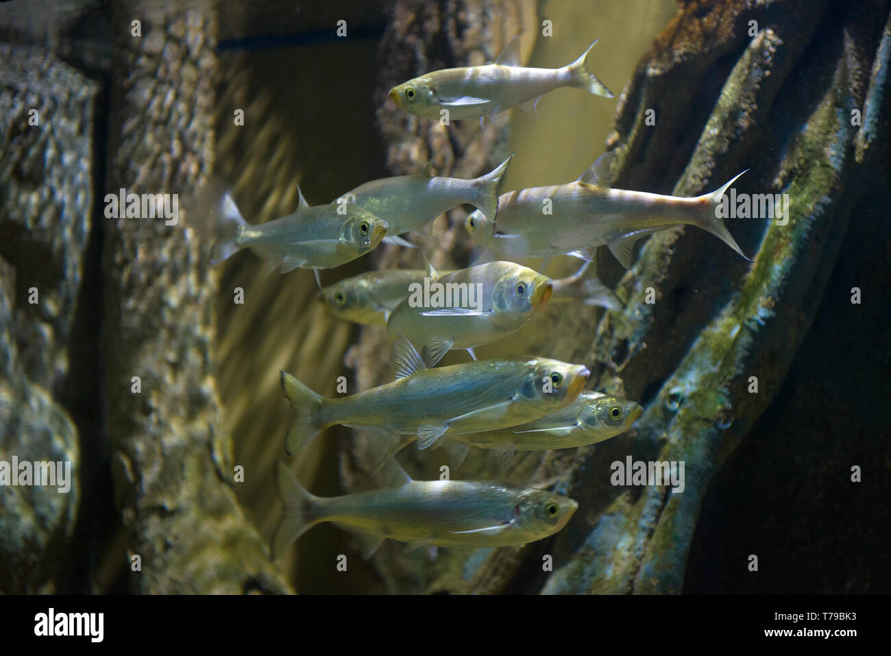 Herde Asiatischer kleine Fische Paralaubuca typus hautnah. Thailand Stockfoto
