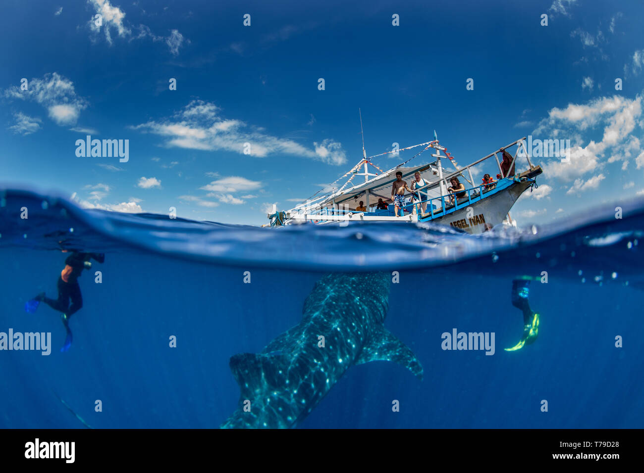 Über unter Foto von einem Walhai (Rhincondon typus) Schwimmen unter einer banca Boot in der Honda Bay, Palawan, Philippinen. Stockfoto