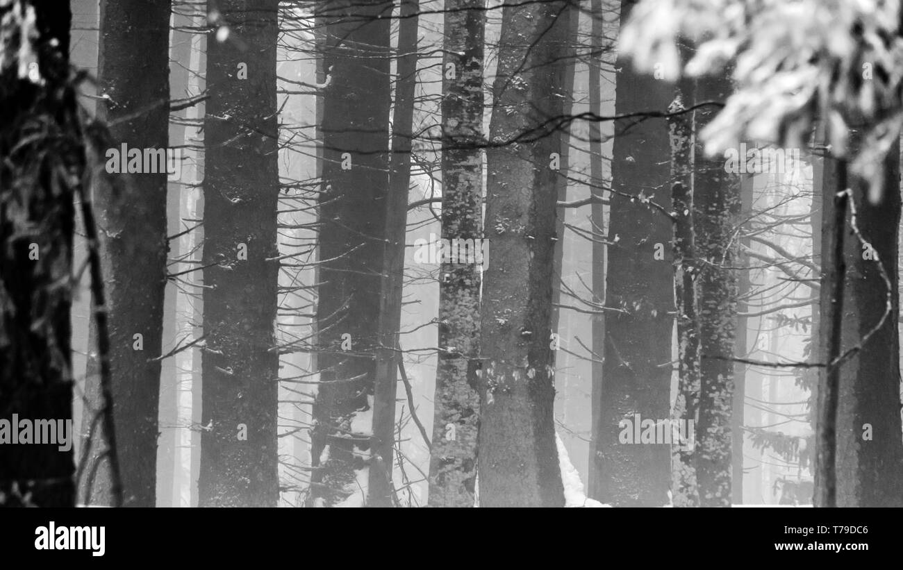 Nebligen Wald Stockfoto