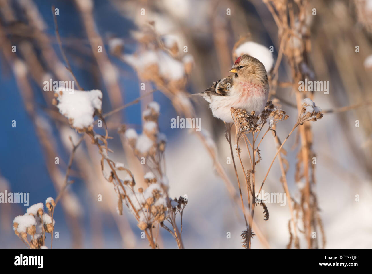 Ein Hoary Redpoll thront auf gemeinsame Schafgarbe bei Rotary Park in Yellowknife, Nordwest-Territorien, Kanada. Stockfoto