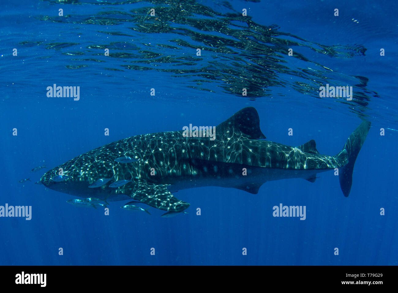 Der Walhai (Firma IPCON typus) und Oberfläche Reflexionen in der Honda Bay, Puerto Princesa, Palawan, Philippinen. Stockfoto