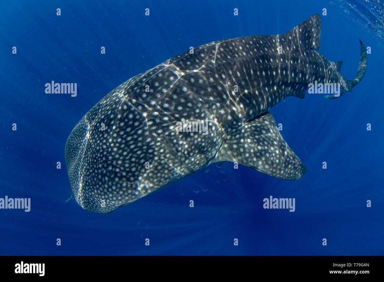 Der Walhai (Firma IPCON typus), Honda Bay, Puerto Princesa, Palawan, Philippinen. Stockfoto