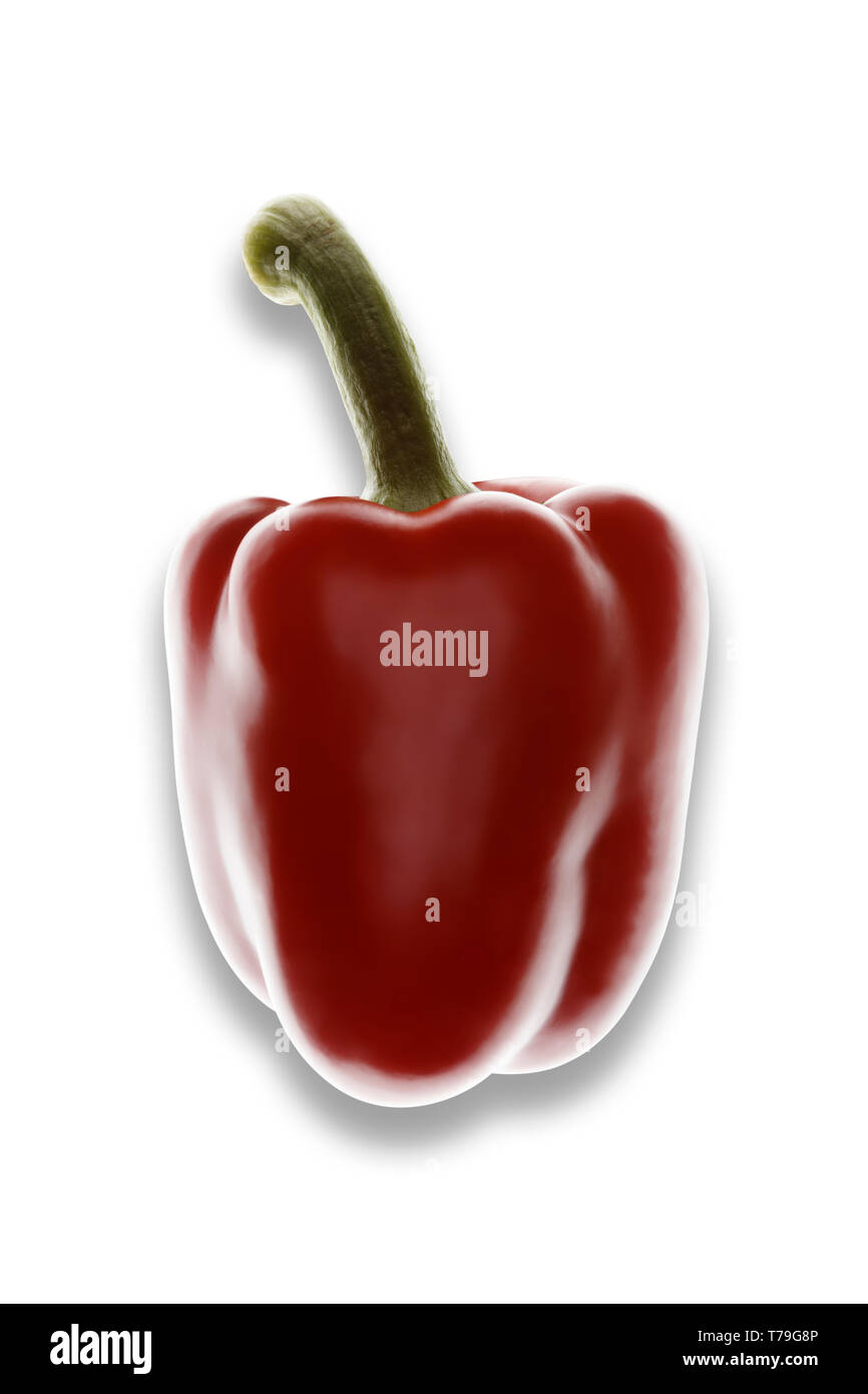 Einzelne rote Paprika auf einem weißen Hintergrund, mit Schatten Stockfoto