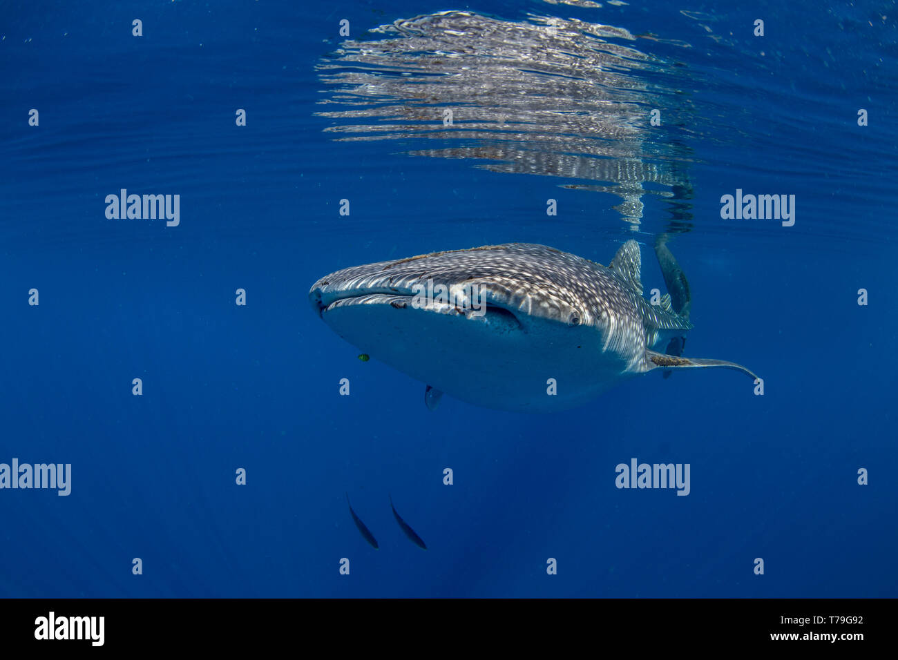 Der Walhai (Firma IPCON typus) Schwimmen unter der Oberfläche in der Honda Bay, Puerto Princesa, Palawan, Philippinen. Stockfoto