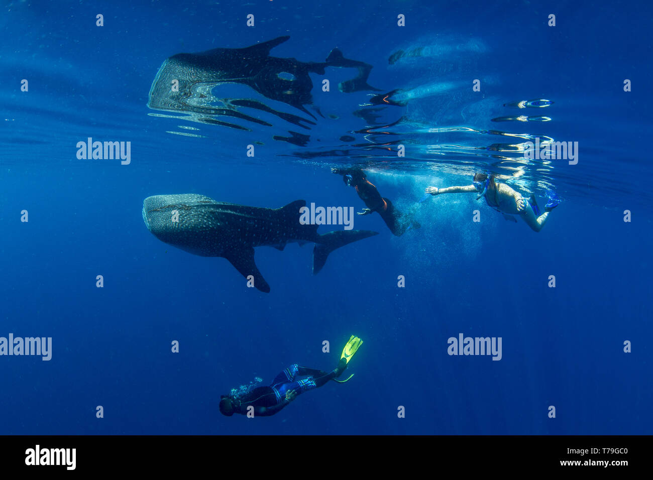 Tour Guides und touristische Schwimmen mit einem Walhai (Firma IPCON typus) in der Honda Bay, Puerto Princesa, Palawan, Philippinen. Stockfoto