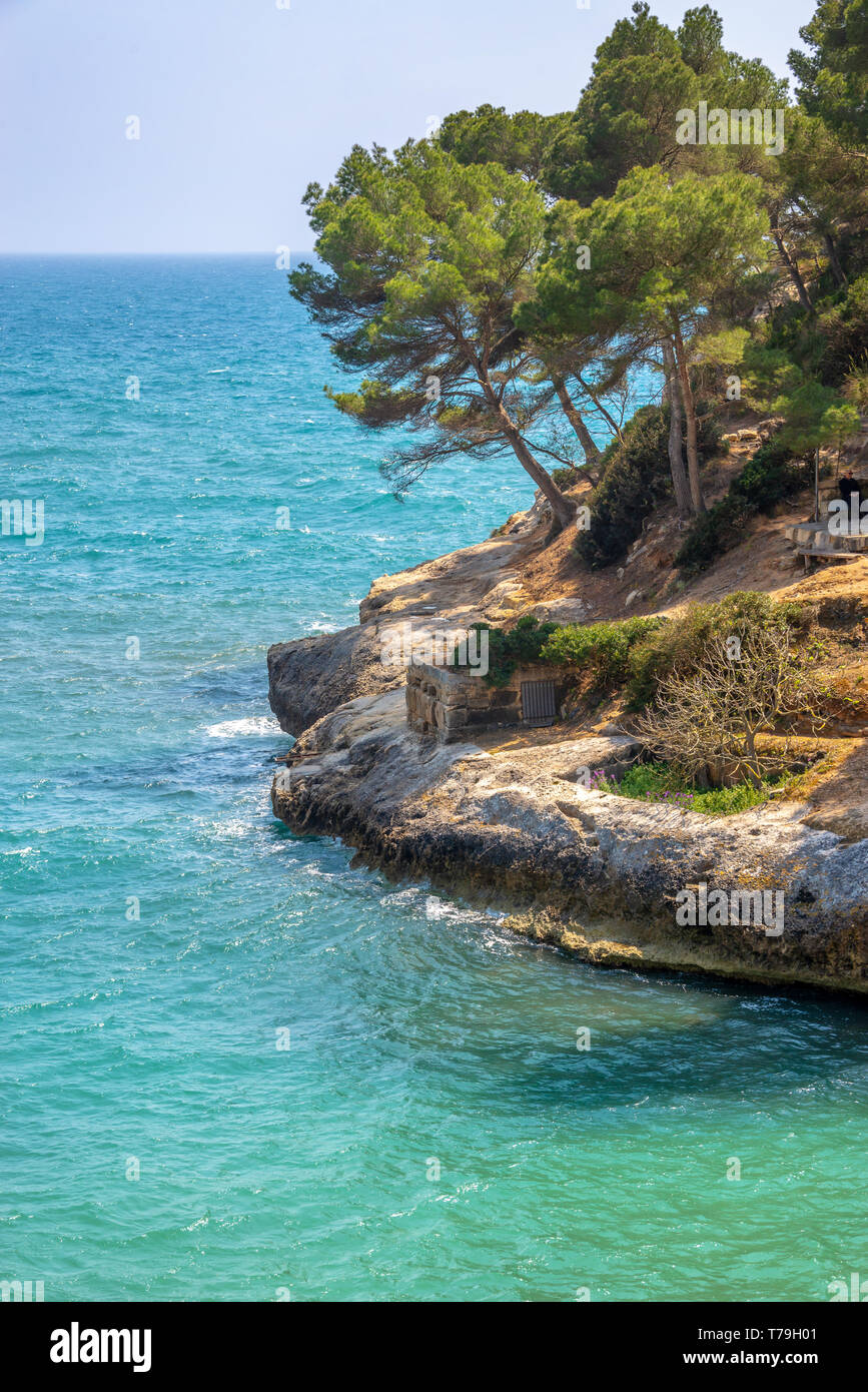 Pine Tree und blaues Wasser an der Küste von Menorca, Balearen, Spanien Stockfoto