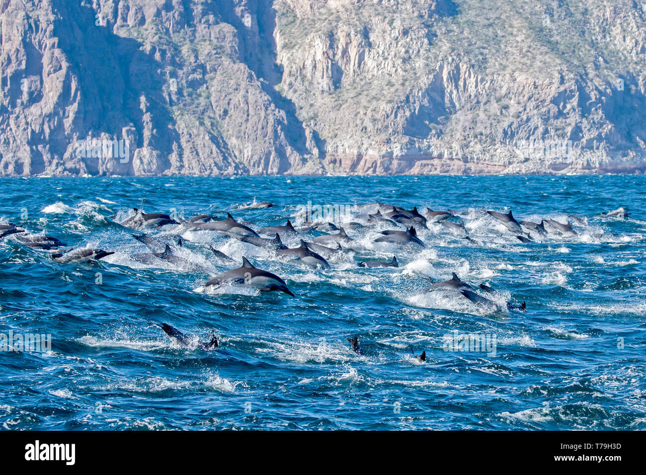 Gemeinsame Delfin (Delphinus delphis) superpod nähert sich das Boot für bowriding und Reiten die Wellen, Baja California Stockfoto