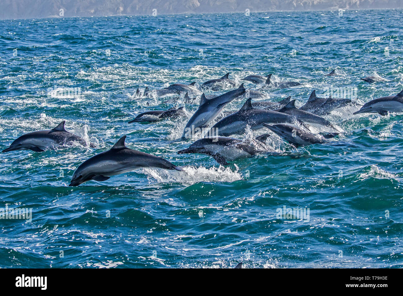 Gemeinsame Delfin (Delphinus delphis) superpod nähert sich das Boot für bowriding und Reiten die Wellen, Baja California Stockfoto