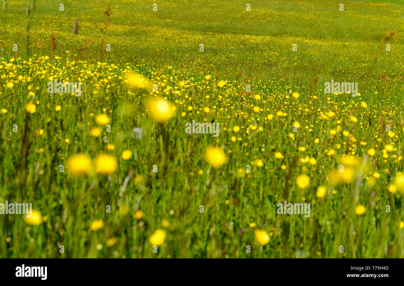 Frühlingswiese mit endlosen Ranunkeln Stockfoto