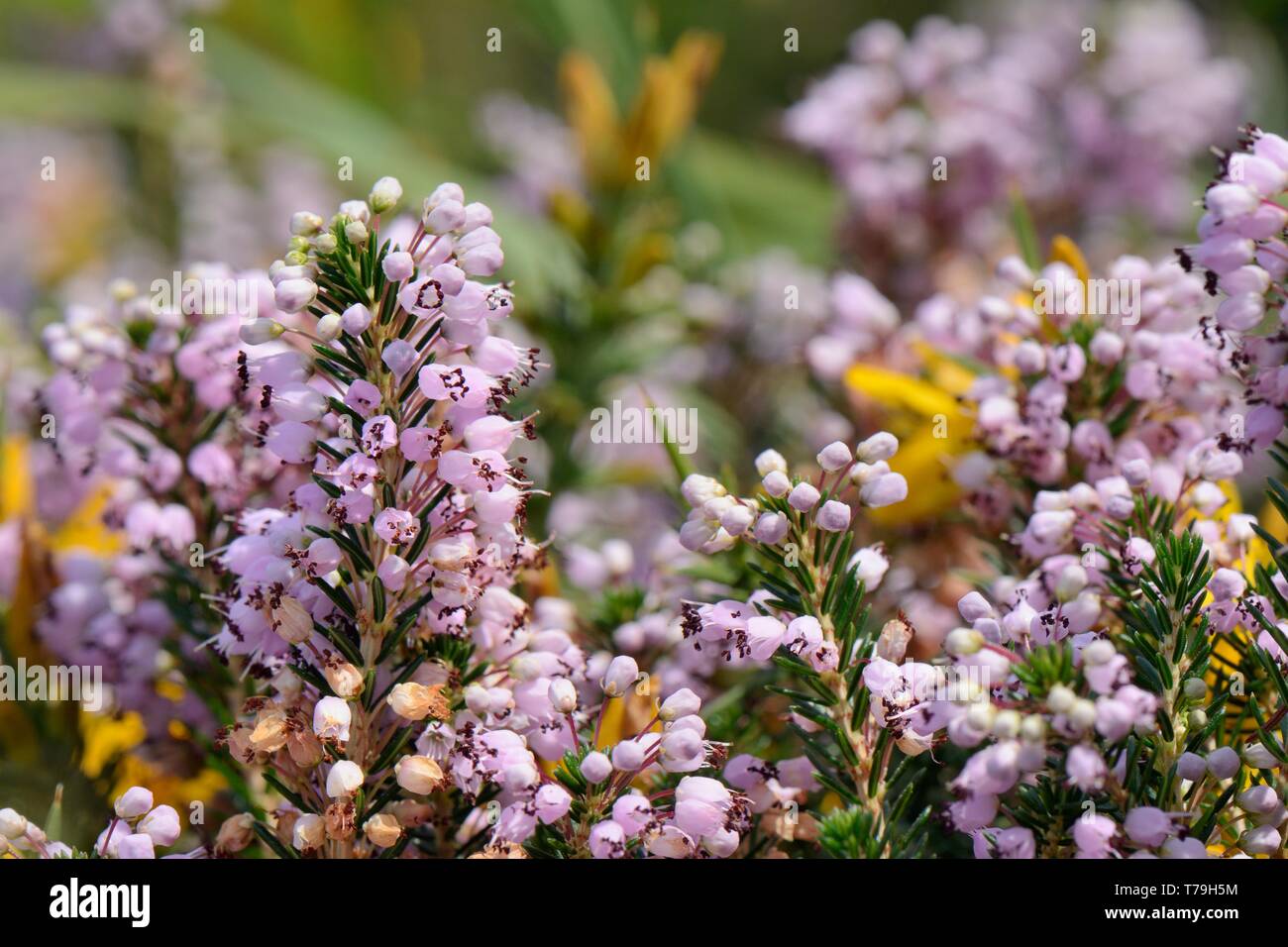 Cornish Heide (Erica vagans) Klumpen blühen auf montane Weiden, über die Seen von Covadonga, auf 1300 m, Picos de Europa, Asturien, Spanien, August. Stockfoto