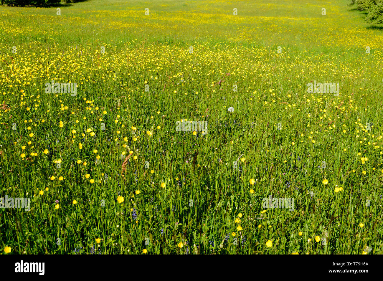 Frühlingswiese mit endlosen Ranunkeln Stockfoto