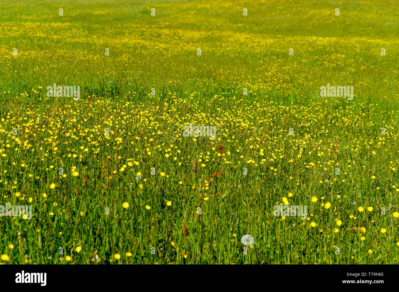 Frühlingswiese mit endlosen Ranunkeln Stockfoto