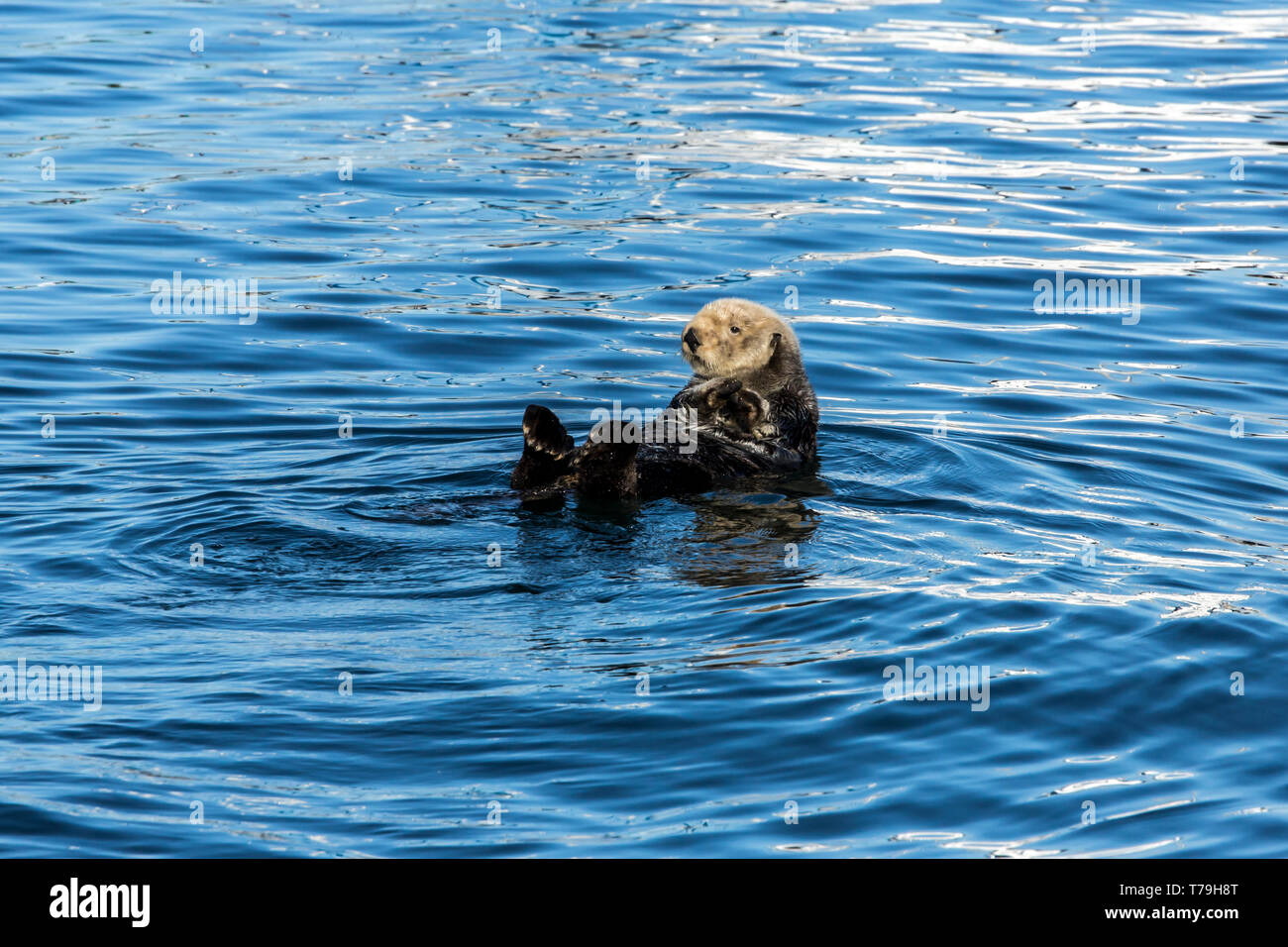 Seeotter (Enhydra lutris) selbst Streicher und verknoten sich von Abdriften zu verhindern, Monterey Bay, Kalifornien Stockfoto