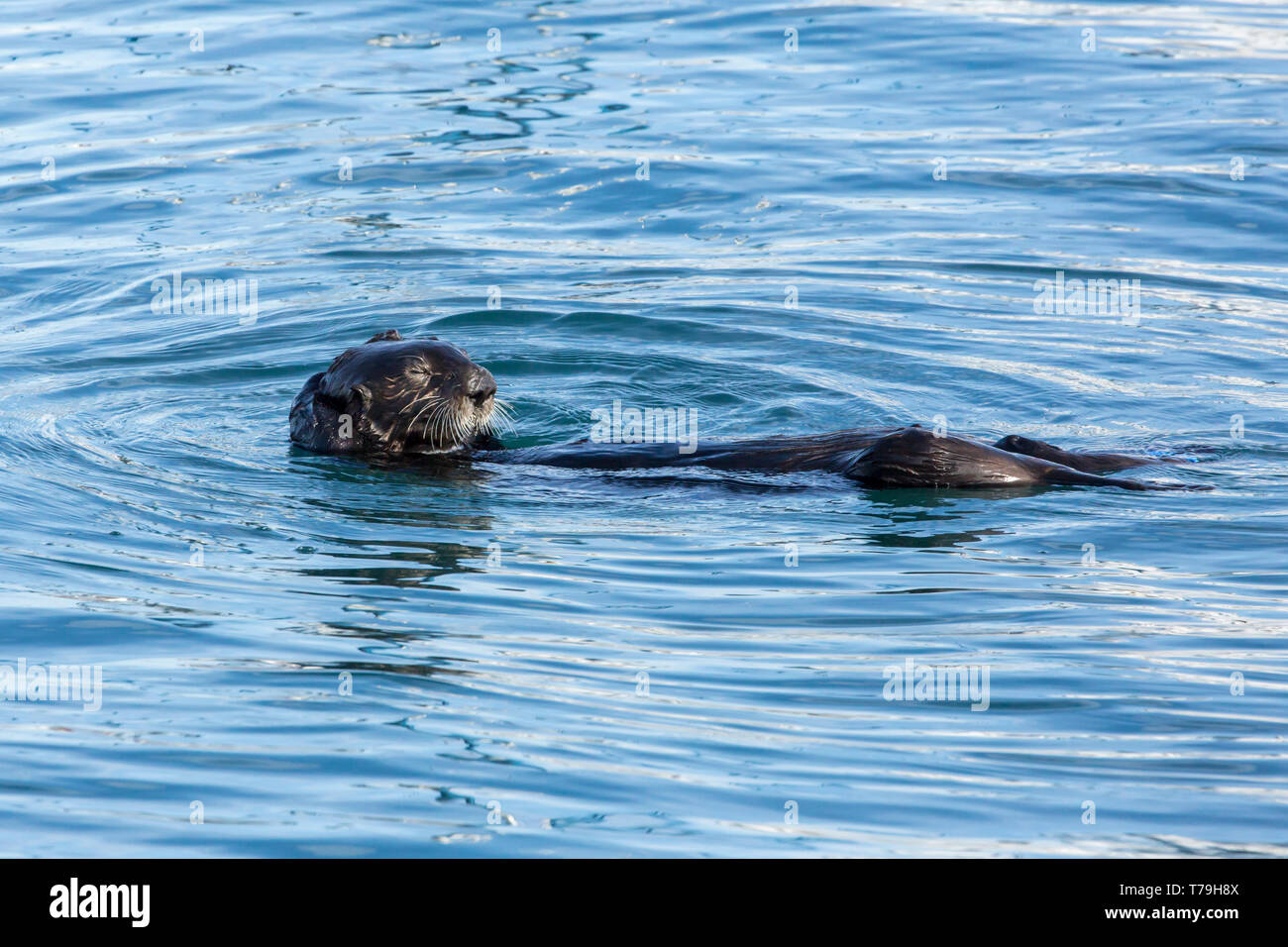 Seeotter (Enhydra lutris) selbst Streicher und verknoten sich von Abdriften zu verhindern, Monterey Bay, Kalifornien Stockfoto