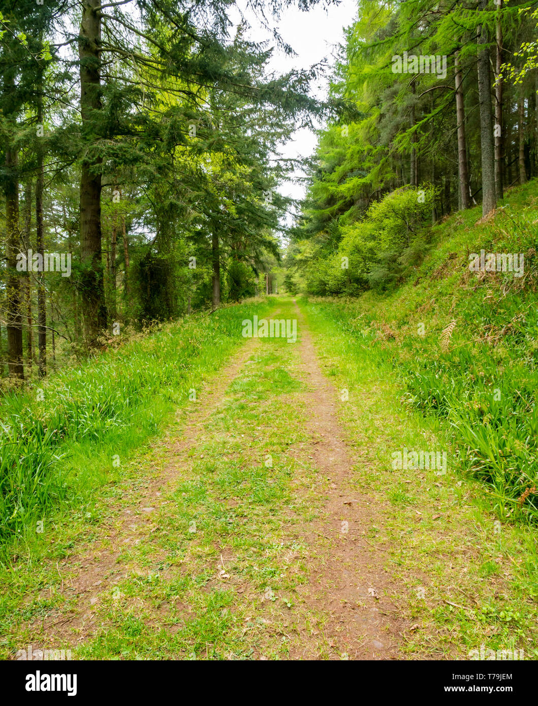 Anschluss führt in Abstand durch die Wälder Wald mit Tannen, Pressmennan Holz, East Lothian, Schottland, Großbritannien Stockfoto